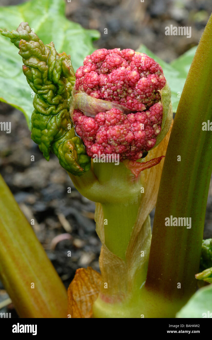 Rheum Rhubarbarum, Rhabarber, "Ewigen Glaskins" Blütenknospe. Stockfoto