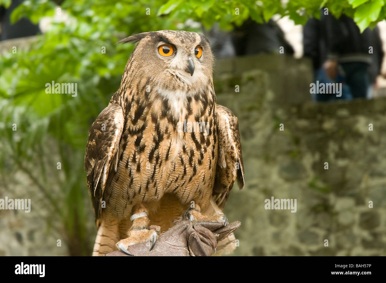 Uhu Stockfoto