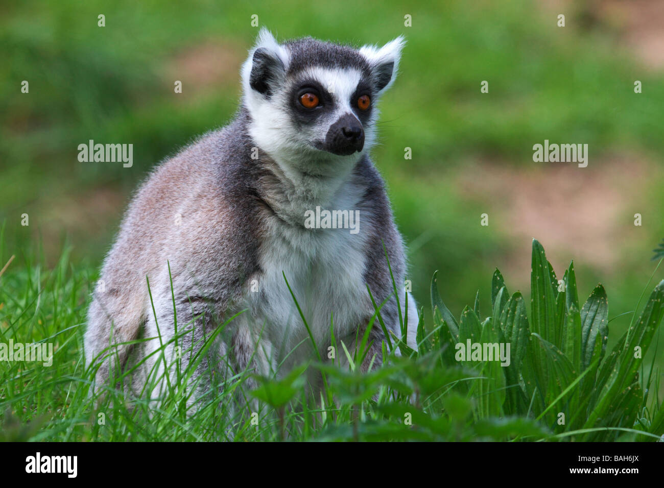 Porträt eines Ringes tailed Lemur sitzen in der Wiese Stockfoto