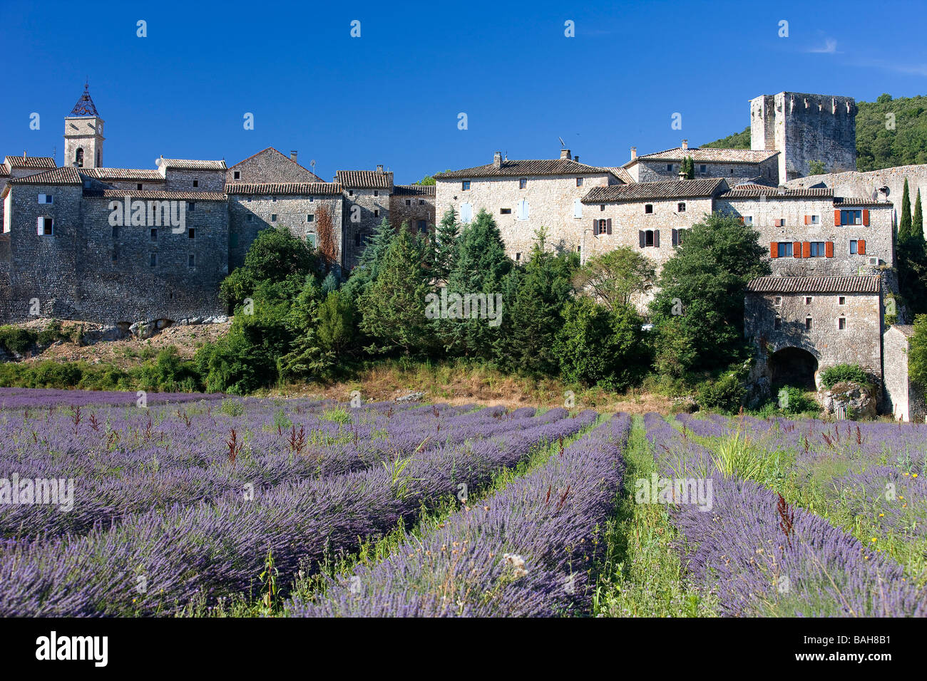 Frankreich, Gard, Montclus, Lavendel Anbau Stockfoto