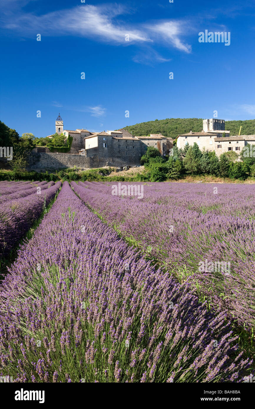 Frankreich, Gard, Montclus, Lavendel Anbau Stockfoto