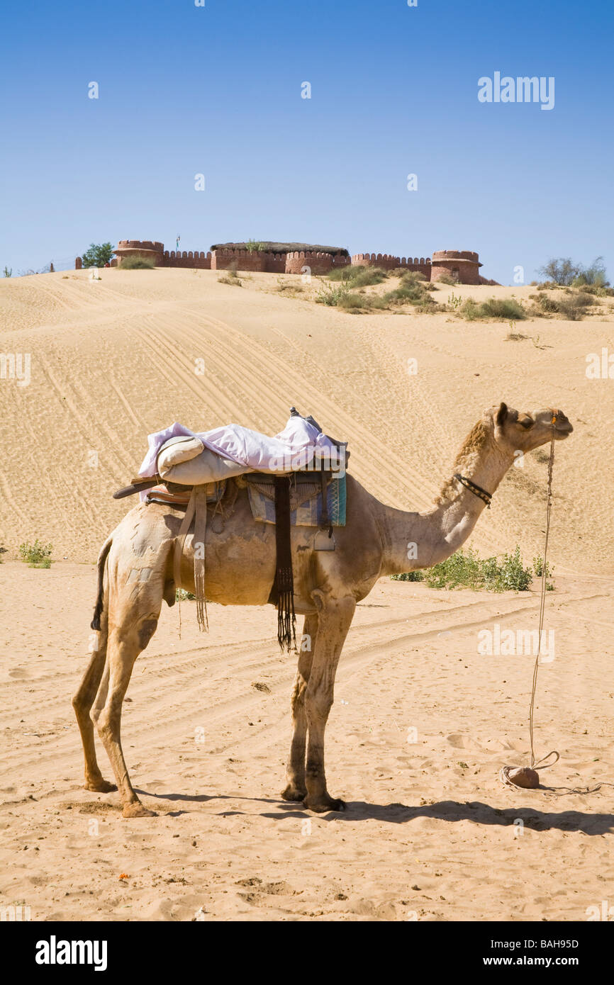 Kamel stehend in der Thar-Wüste, Osian Camel Camp auf Hügel, Osian, Rajasthan, Indien Stockfoto