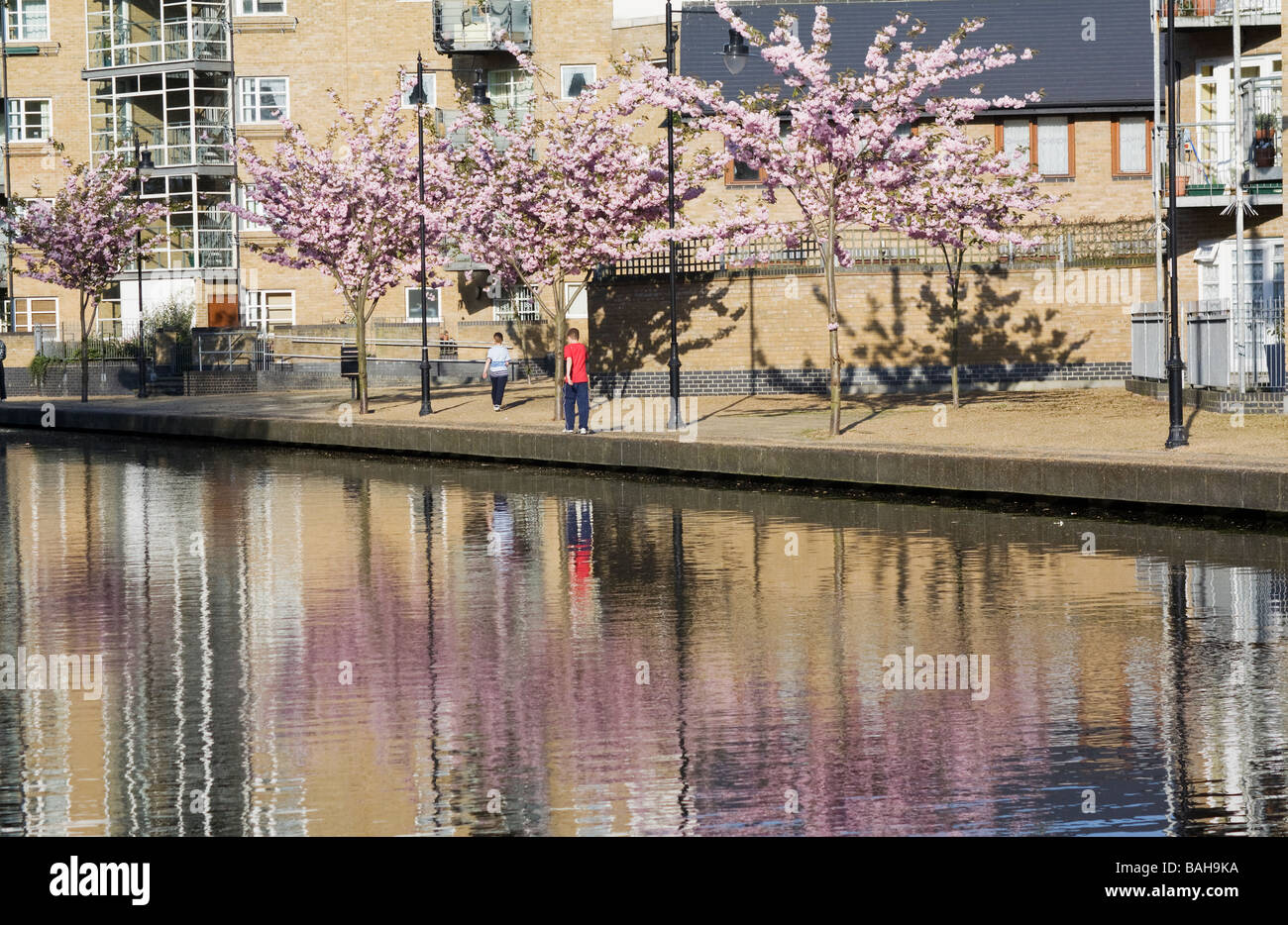 Bäume im Frühling blühen in Hertford Union Canal, London gesehen. VEREINIGTES KÖNIGREICH. Stockfoto