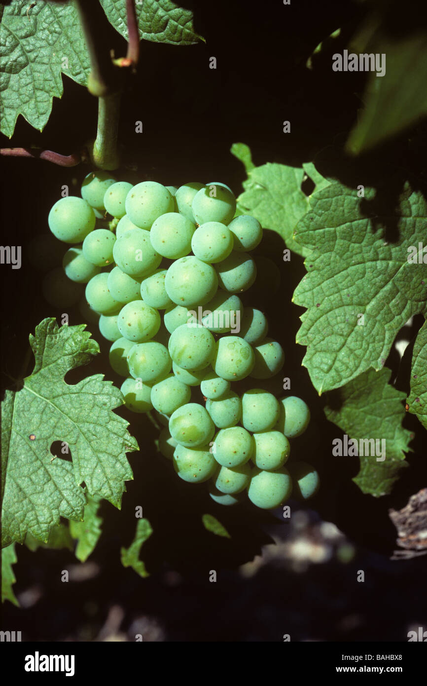 Unreifen jungen Trauben am Weinstock in der Bordeaux Region von Frankreich Stockfoto