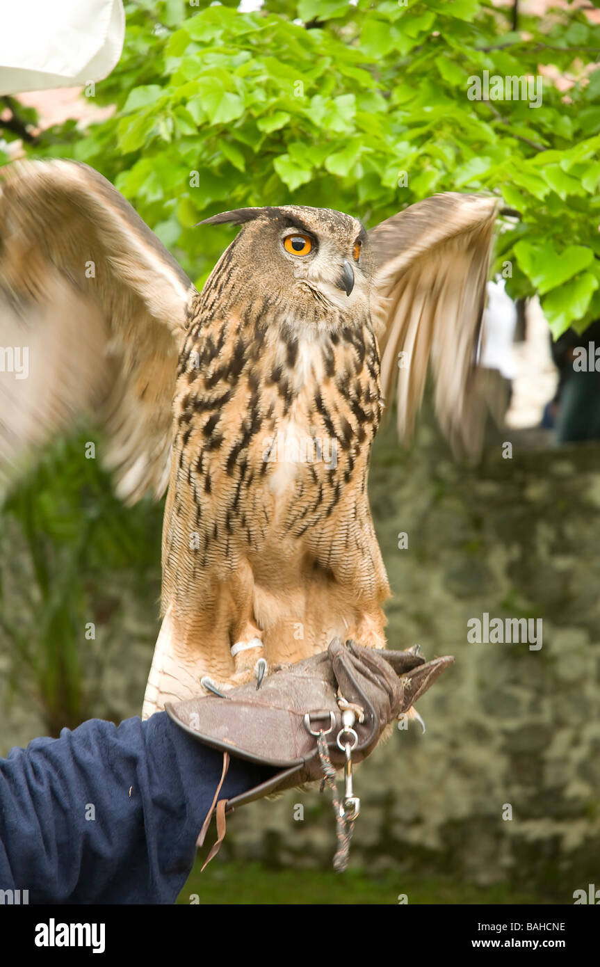 Uhu Stockfoto