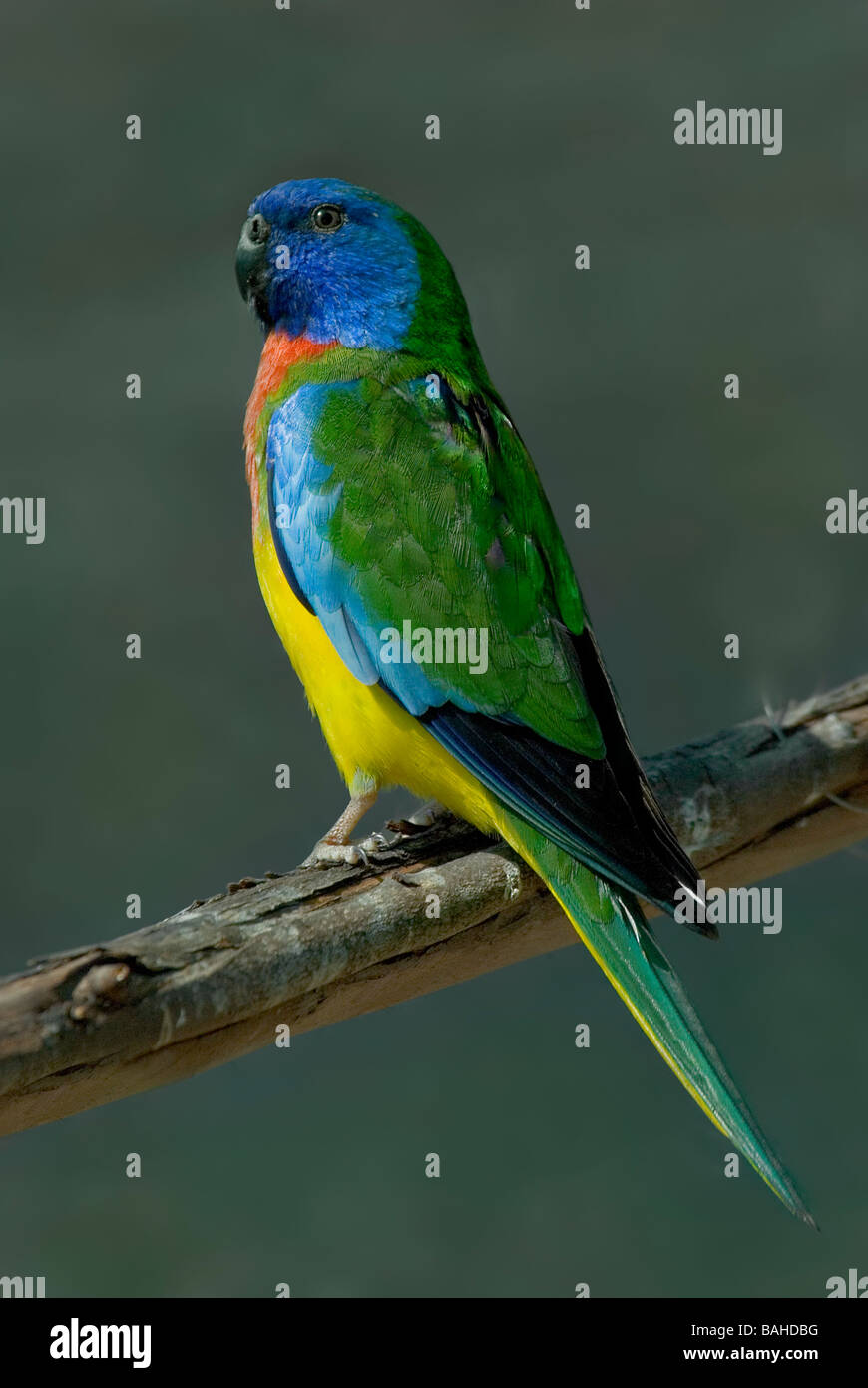 Scharlach-breasted Papagei, "Neophema Pulchella", Männlich, mittlerer Größe australische Grass Papagei Stockfoto