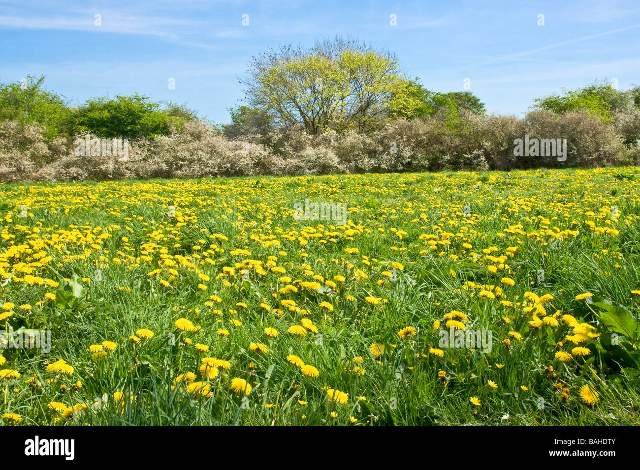 eine Masse von Löwenzahn auf einem breiten Grünstreifen in der Nähe von Middleham, North Yorkshire. Blackthorn Blüte im Hintergrund. Stockfoto