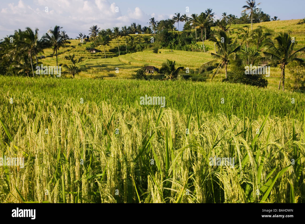 Reif für die Ernte in einem Reisfeld im Pupan Bali Indonesien Reis Stockfoto