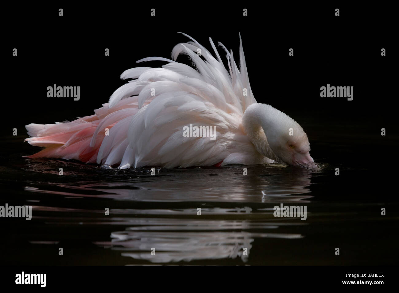 Adelaide Zoo älteste Flamingo Baden Stockfoto