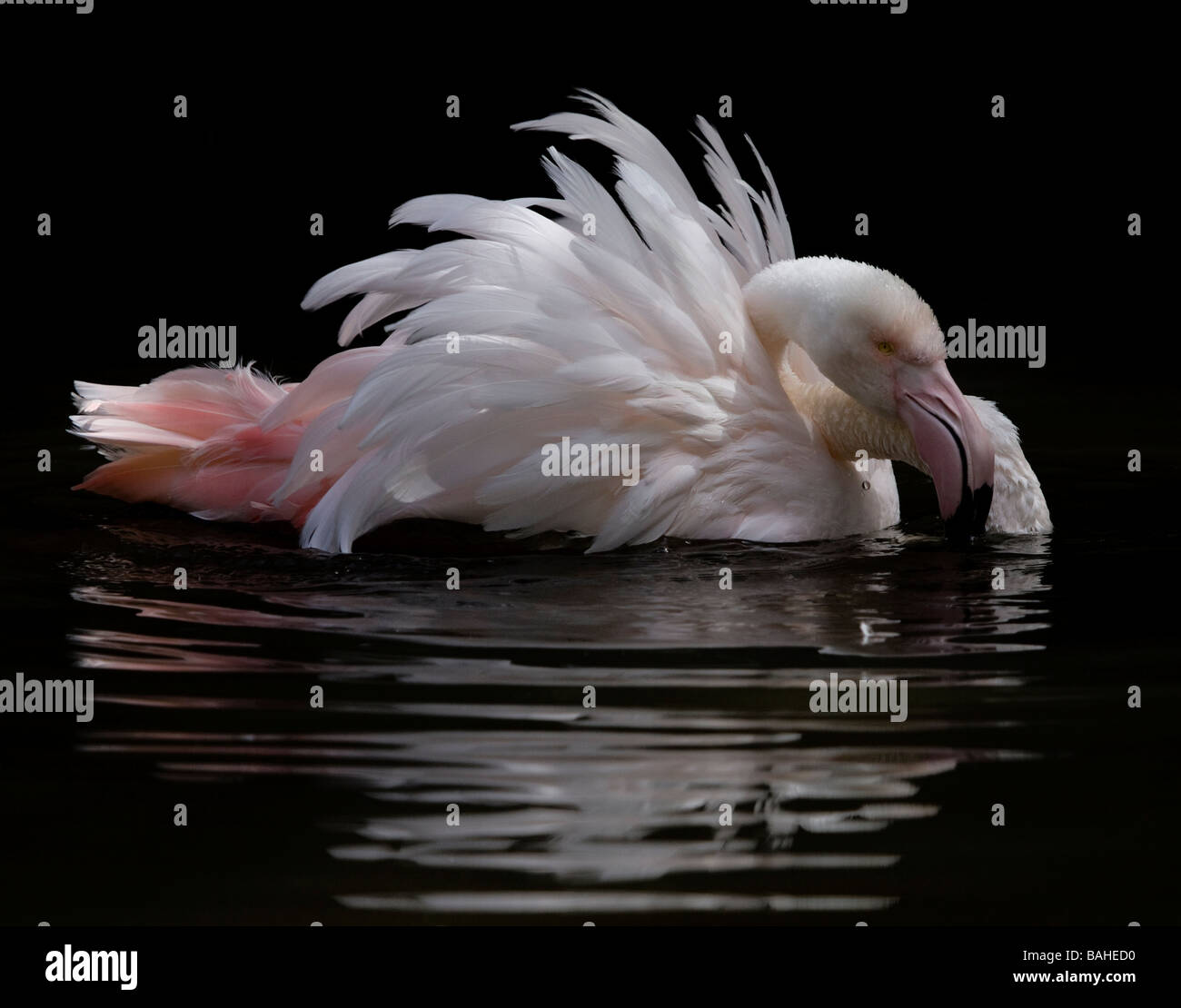 Adelaide Zoo älteste Flamingo Baden Stockfoto