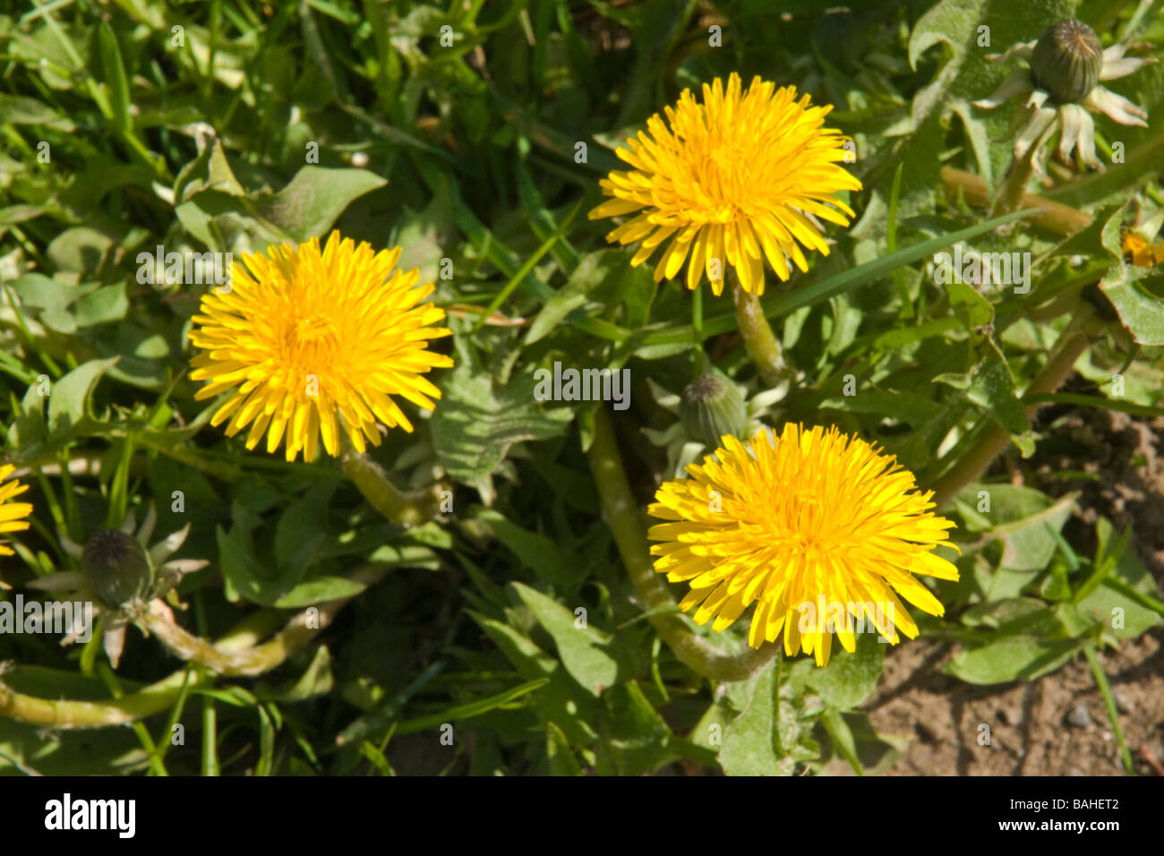 Löwenzahn in Blüte Stockfoto