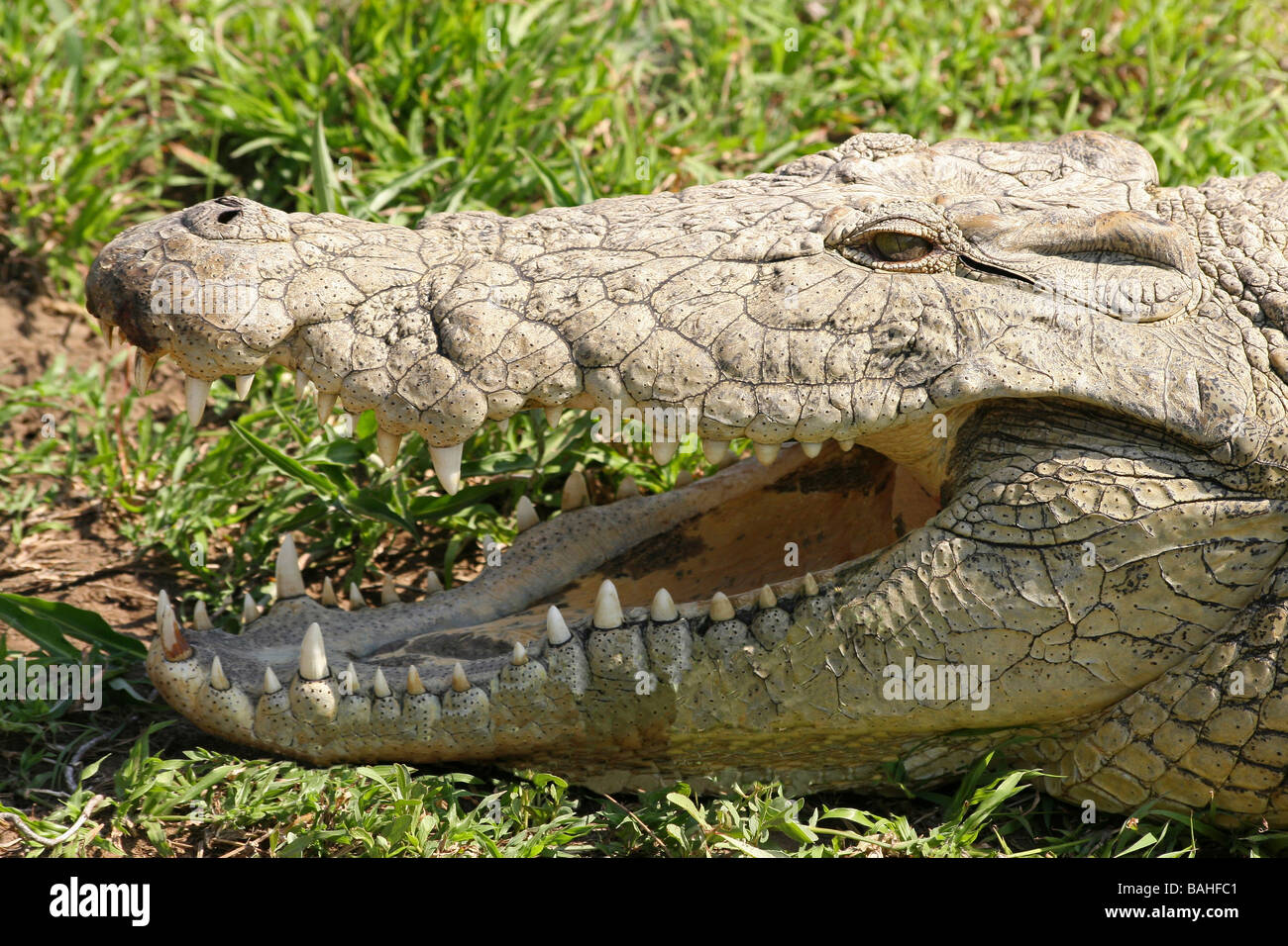 Nahaufnahme des Nil-Krokodil Crocodylus Niloticus mit offenen Mund zeigt Zähne im Mkuze Game Reserve, Südafrika Stockfoto