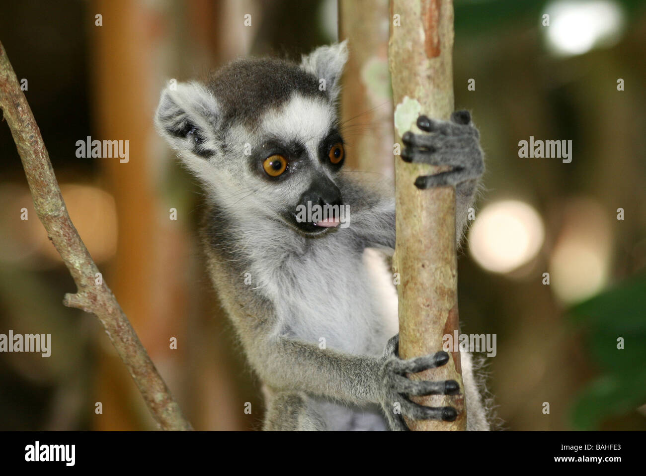 Young Ring-tailed Lemur Lemur Catta klammerte sich Baum Zweig berücksichtigt Anja Community Reserve, Ambalavao, Madagaskar Stockfoto