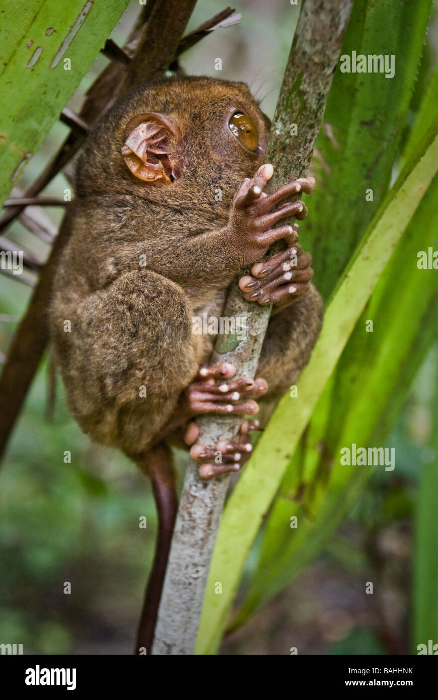 Philippinen-Koboldmaki (Tarsius Syrichta) klammerte sich an eine Niederlassung in einem Heiligtum in Bohol, Philippinen Stockfoto