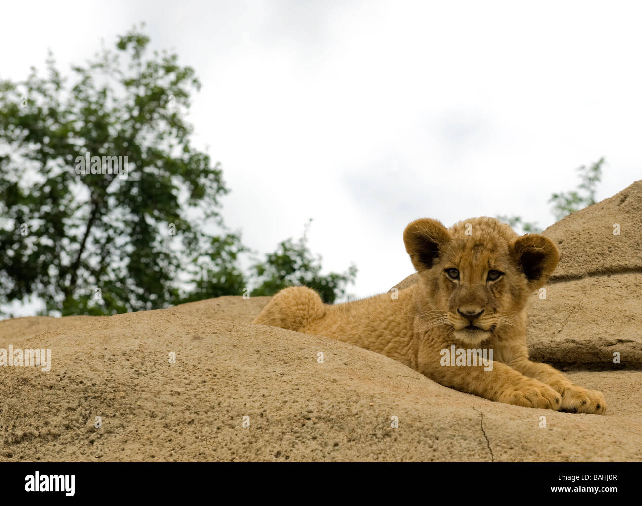 Niedliche Baby Löwenjunges Faulenzen auf einem Felsen in Südafrika. Stockfoto