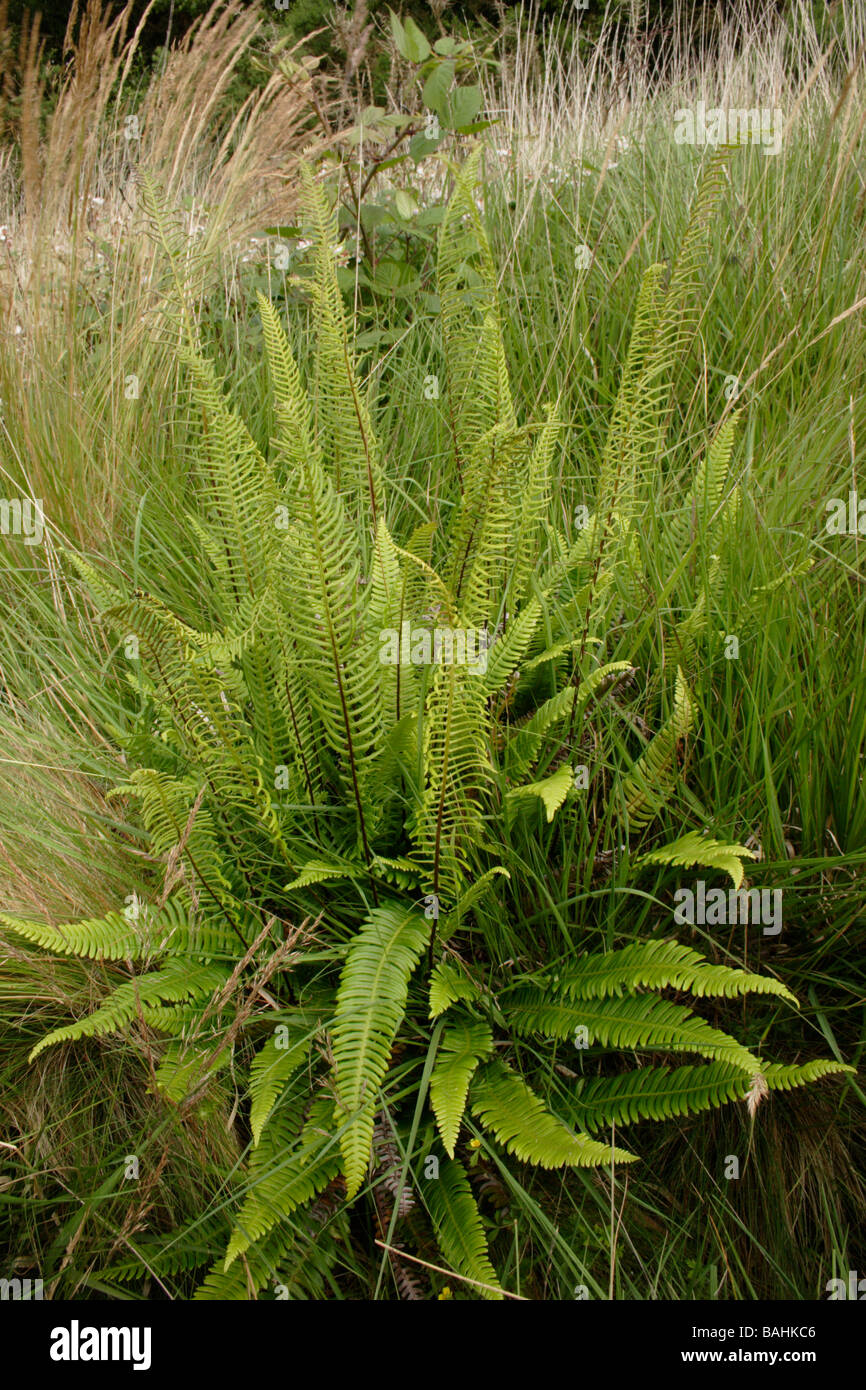 Harter Farn Blechnum spicant Blechnaceae auf Heideland UK Stockfoto