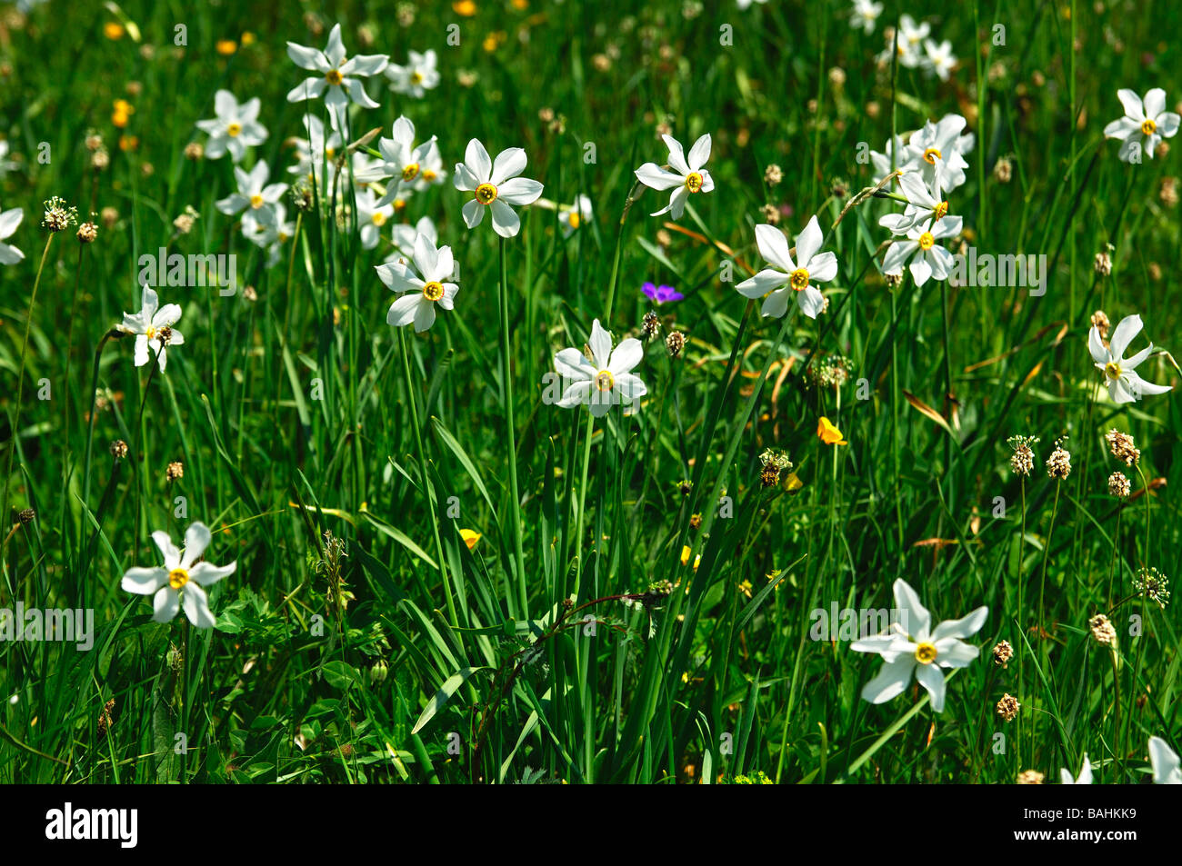 Narzisse, Findern Blume, Dichter Narzisse, Narcissus Poeticus, Les Avants in der Nähe von Montreux, Waadt, Schweiz Stockfoto