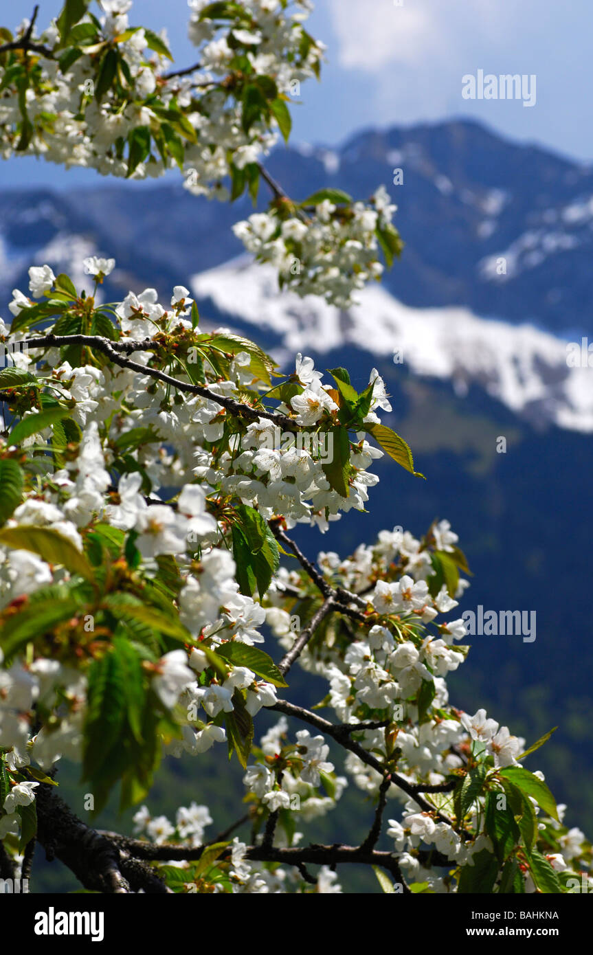 Blühender Apfelbaum gegen die Bergkette der Rochers de Naye Les Avants Waadt Schweiz Stockfoto