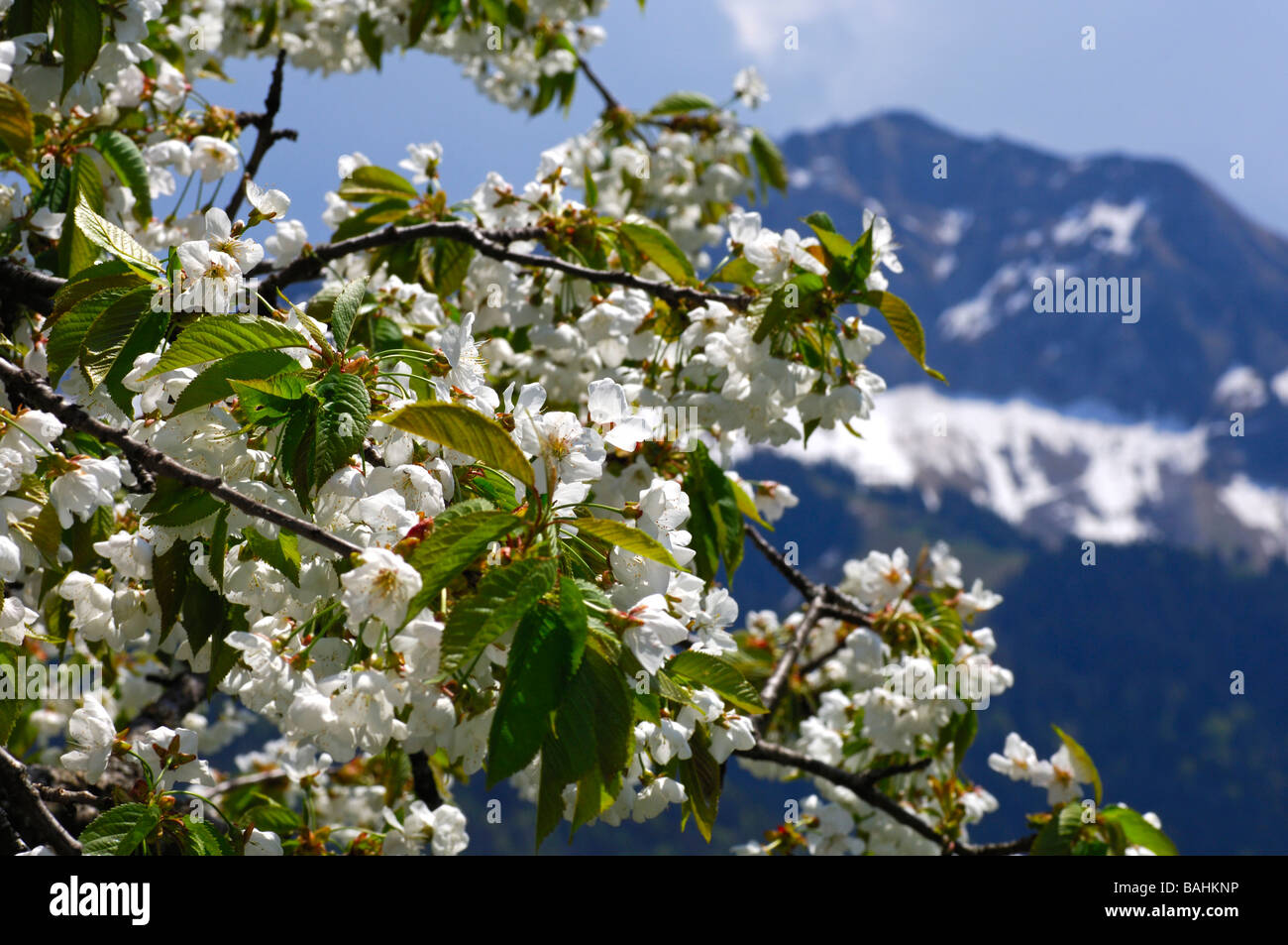 Blühender Apfelbaum gegen die Bergkette der Rochers de Naye Les Avants Waadt Schweiz Stockfoto