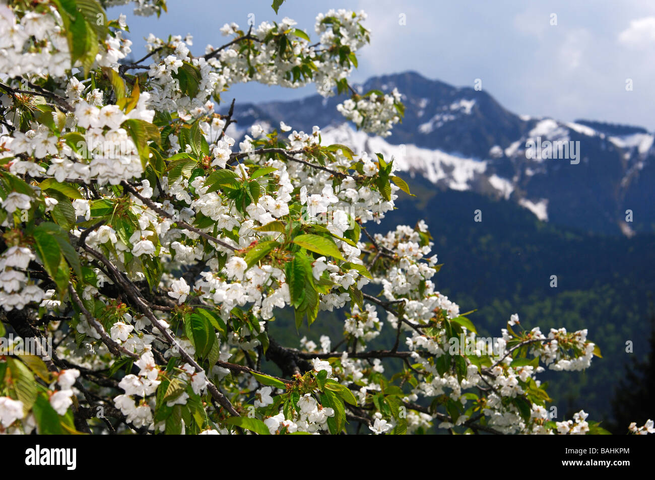 Blühender Apfelbaum gegen den Berg Bereich des Rochers de Naye, Les Avants, Waadt, Schweiz Stockfoto