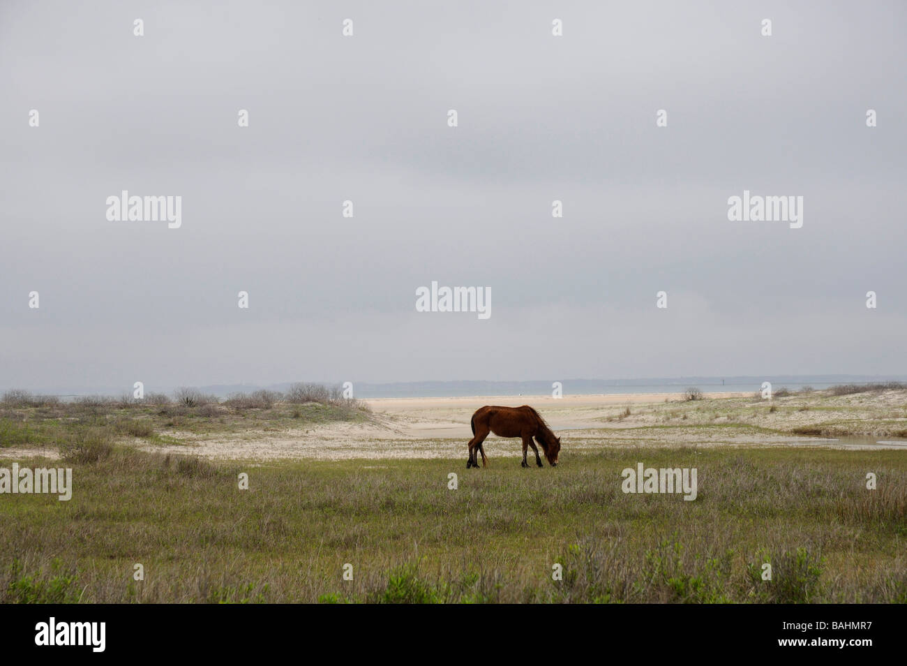 Wilde Pferde im vorgelagerten Inseln Stockfoto