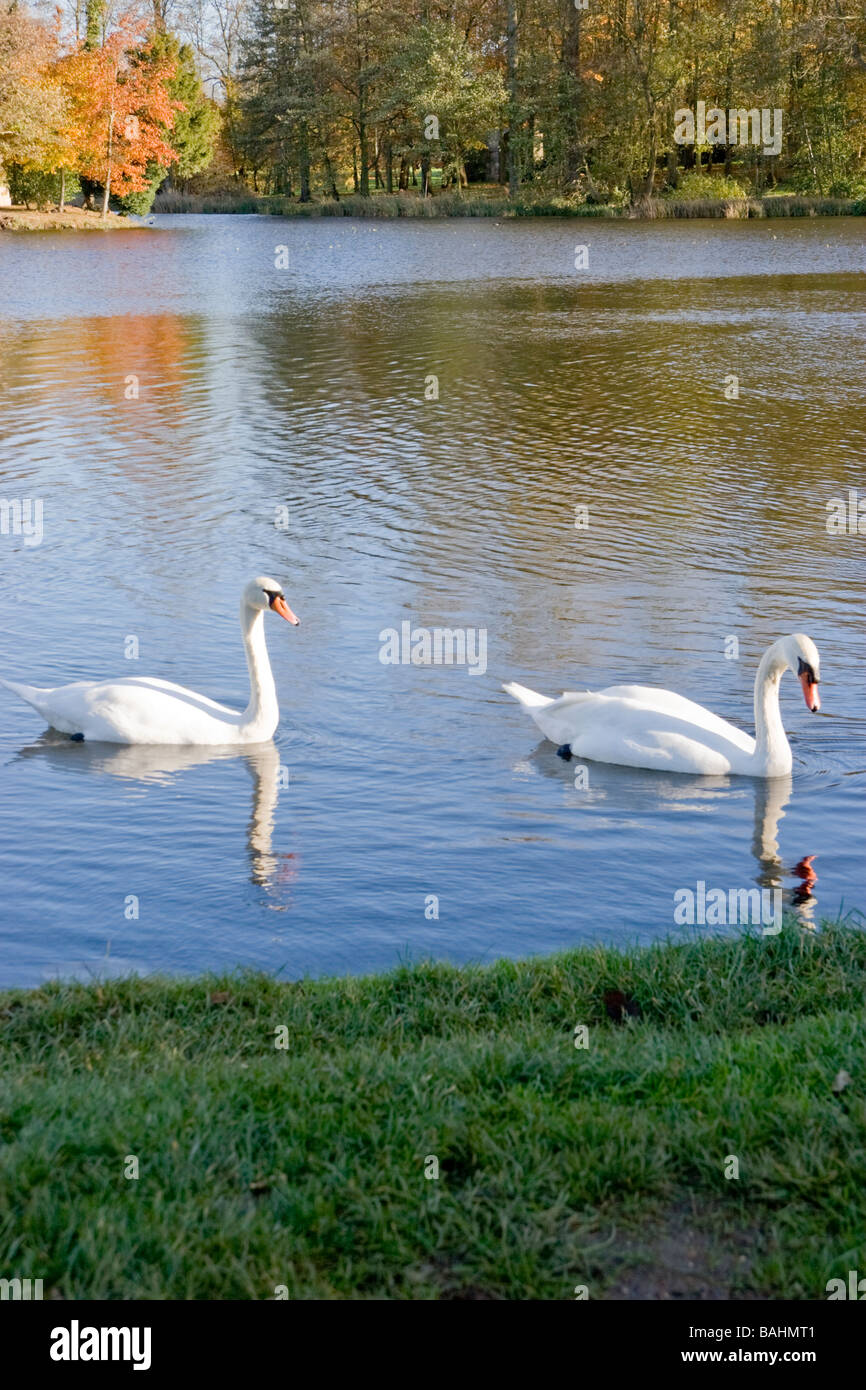 Schwanenpaar auf einem See in Suffolk Stockfoto