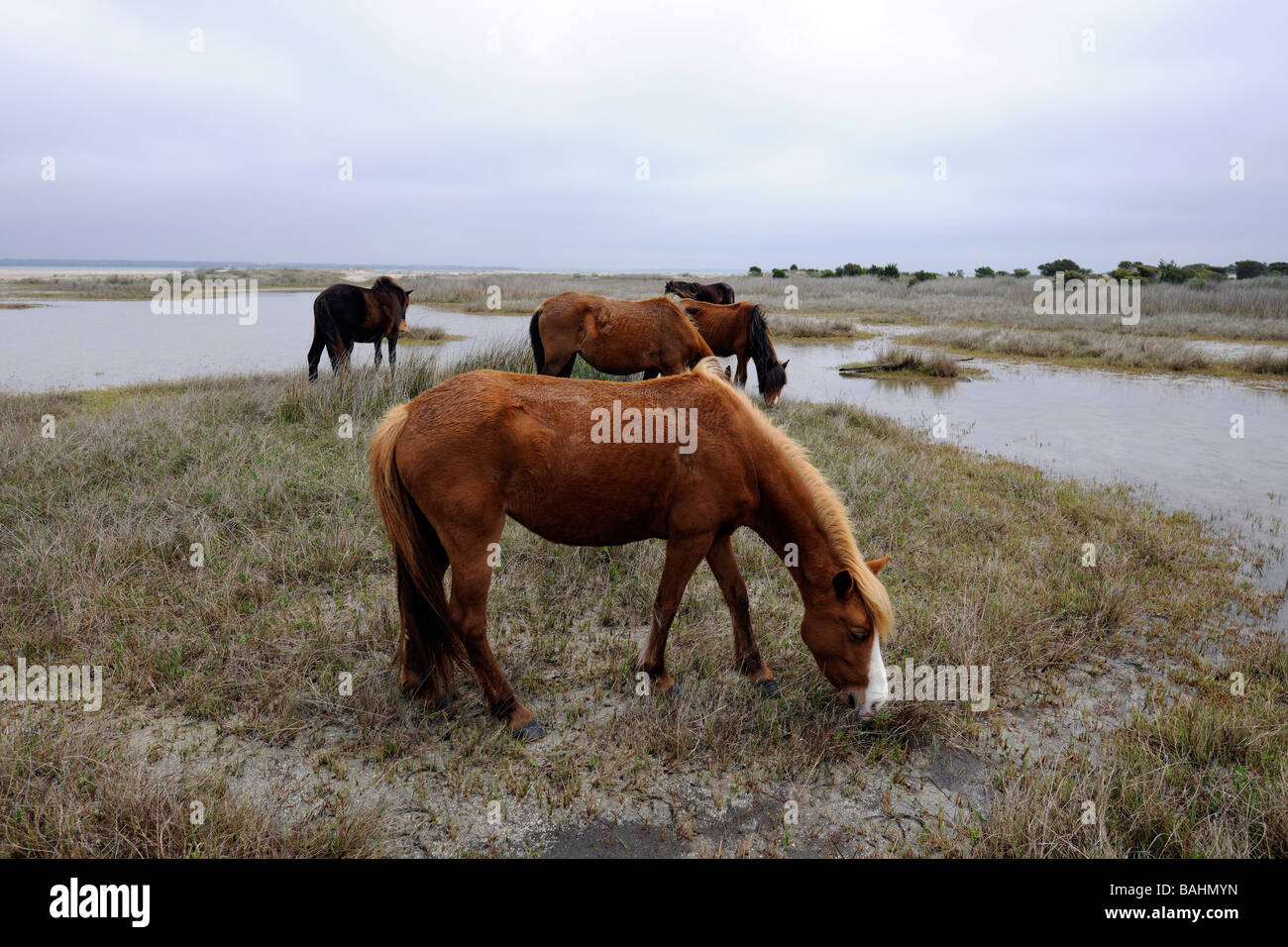 Wilde Pferde im vorgelagerten Inseln Stockfoto