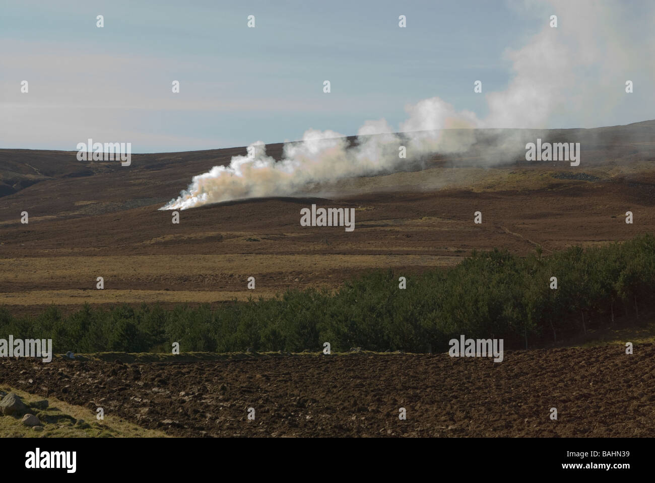 Clearing-Heather in den Highlands von Schottland Stockfoto