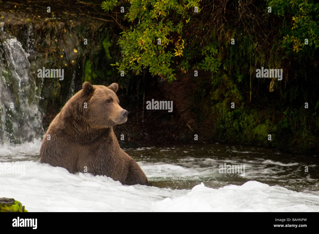 Grizzly Bär, Ursus Arctos Horriblis, Brooks Falls, Katmai Nationalpark, Alaska, USA Stockfoto