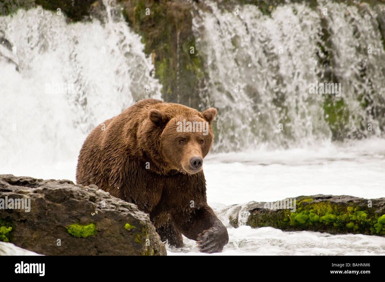 Grizzly Bär, Ursus Arctos Horriblis, Brooks Falls, Katmai Nationalpark, Alaska, USA Stockfoto