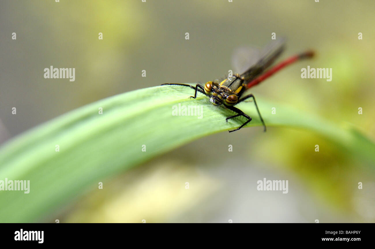 Frisch geschlüpfte große Red Damselfly, Pyrrhosoma Nymphula auf Iris Blatt Stockfoto