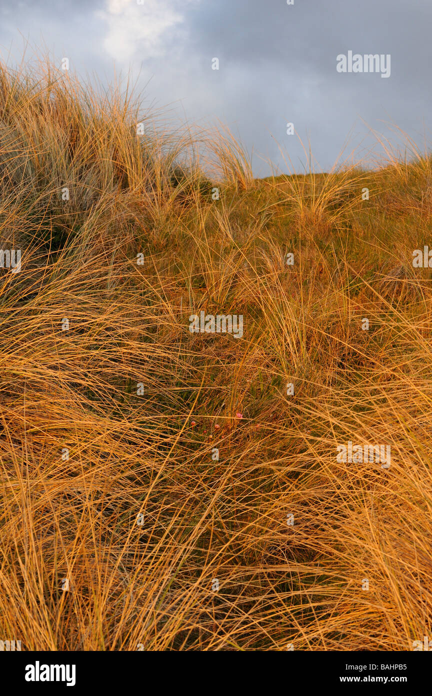 Dünengebieten Gras- und Sanddünen im Abendlicht bei Whitesands Bay Pembrokeshire Wales UK Stockfoto