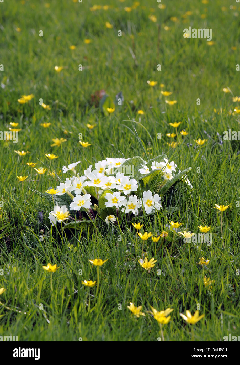 Primel (Primula Vulgaris) und kleinen Schöllkraut in Blüte, in Worcestershire Weide Stockfoto