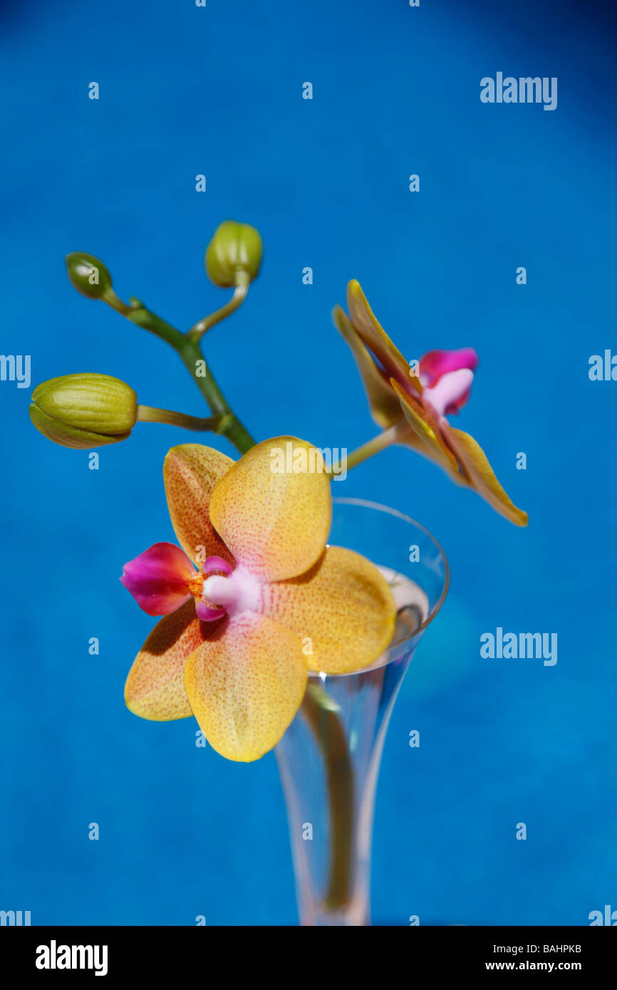 Gelbe Orchidee auf einem blauen Hintergrund Stockfoto