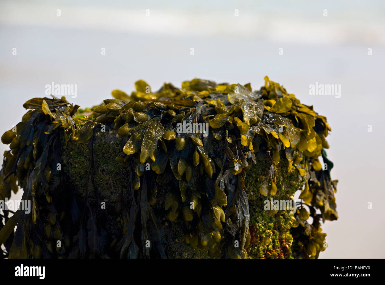 Blasentang (Fucus vesiculosus) Algen bedeckt groyne am Ferring Strand, Sussex, England. Stockfoto