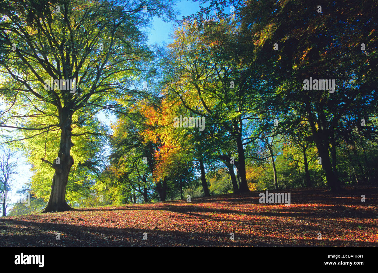 Buche im Herbst Laub Oxfordshire Stockfoto