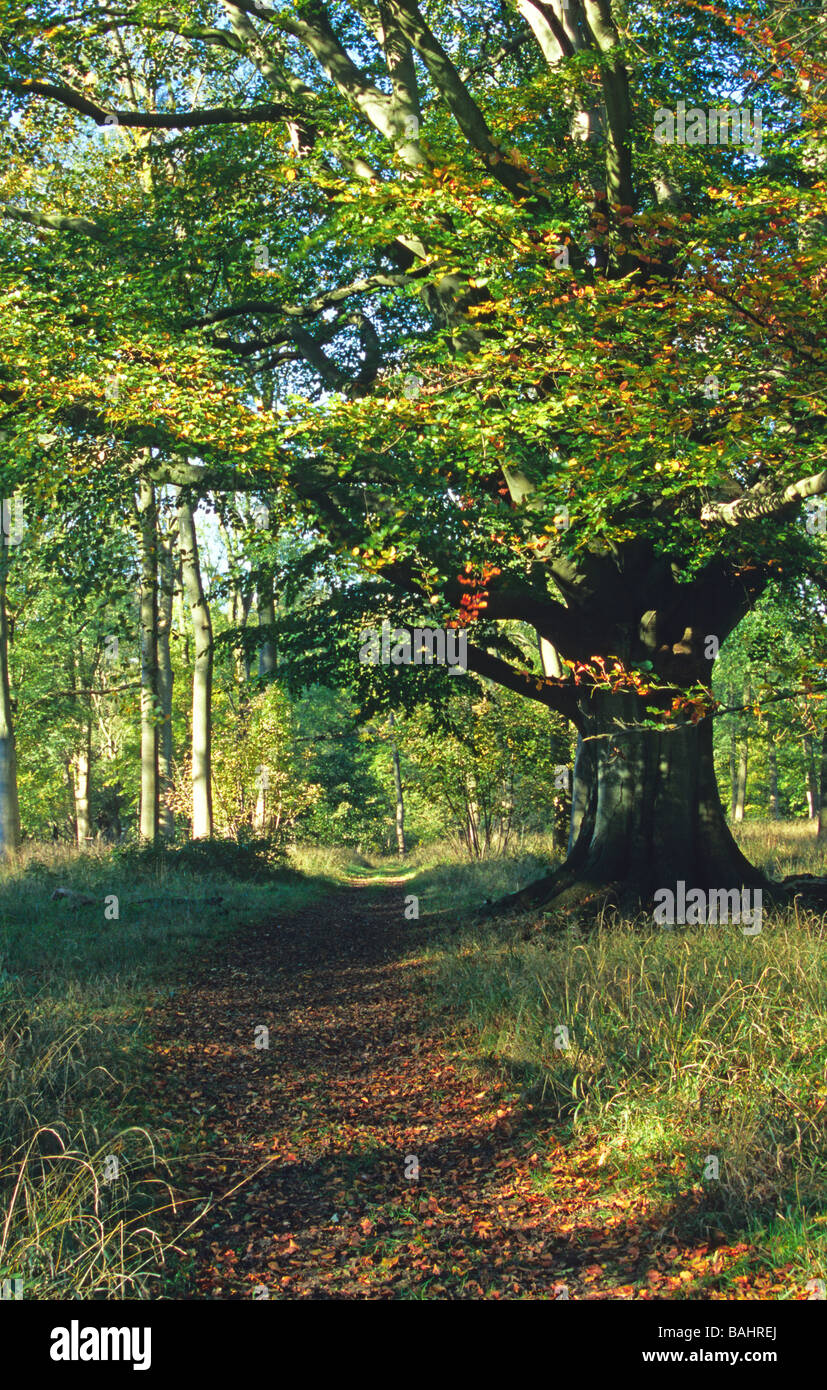 Waldweg im Herbst Stockfoto