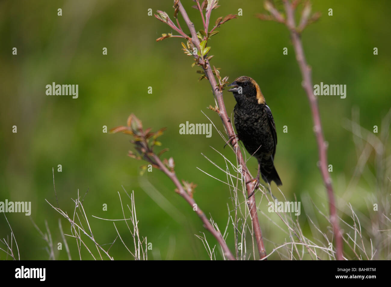 Bobolink Dolichonyx Oryzivorus männlich in Häutung, Zucht Gefieder sitzt auf einem kleinen Zweig und singen Stockfoto