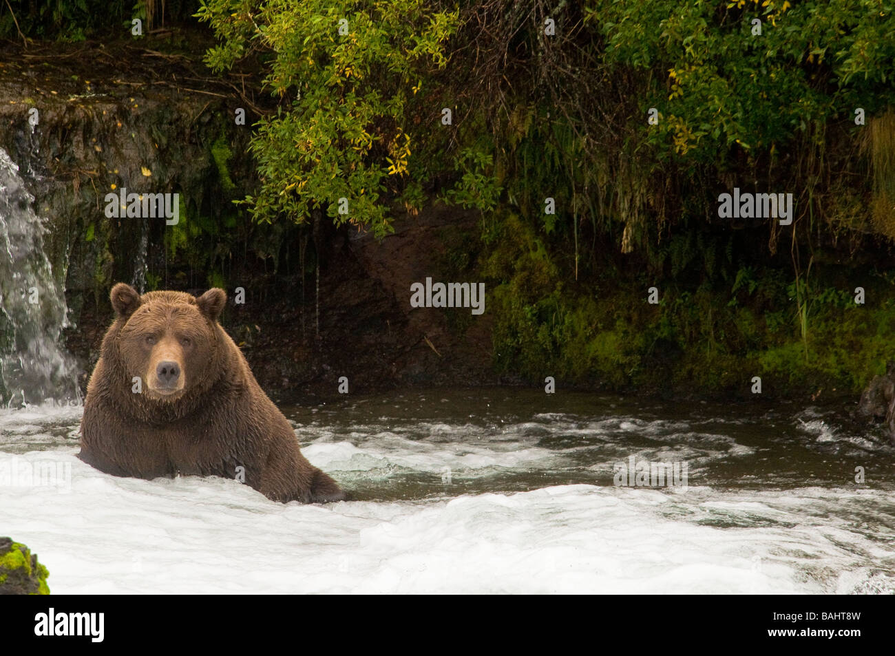 Grizzly Bär, Ursus Arctos Horriblis, Brooks Falls, Katmai Nationalpark, Alaska, USA Stockfoto