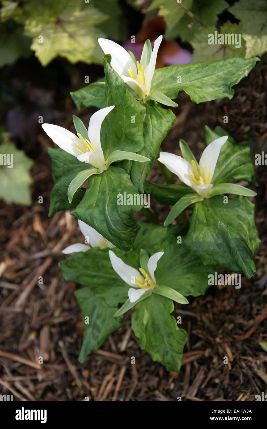 Giant White Wakerobin oder Sweet Trillium, Trillium Albidum, Melanthiaceae Stockfoto