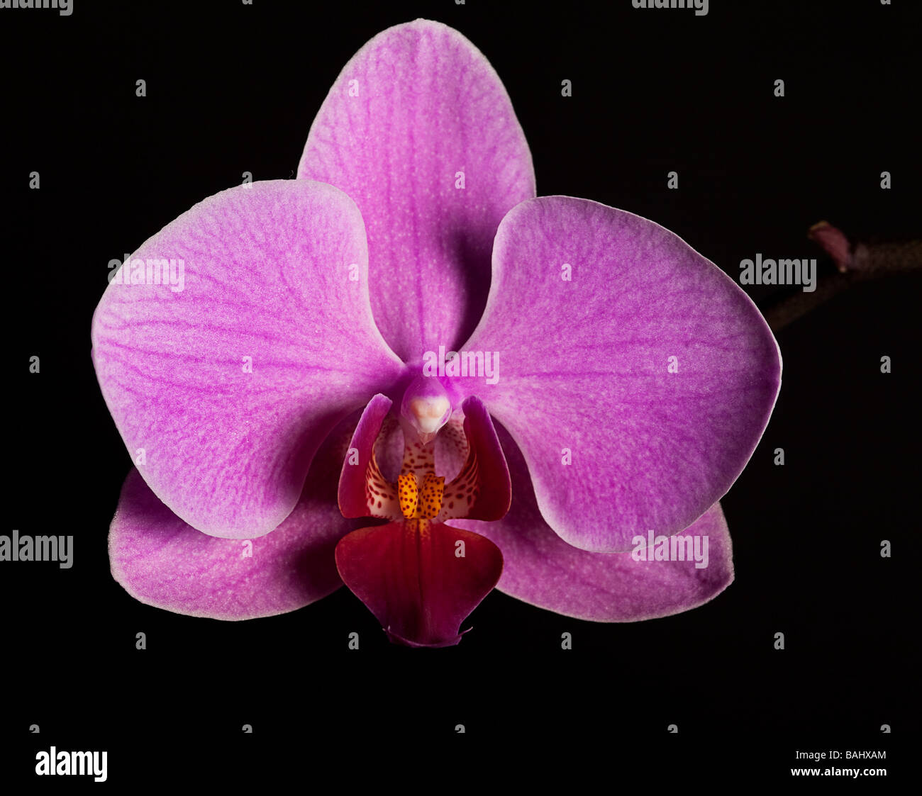 Eine einzelne Orchidee Blume Stockfoto