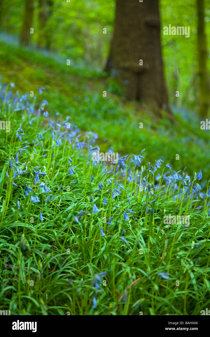 Rivacre country park Fotos und Bildmaterial in hoher Auflösung Alamy