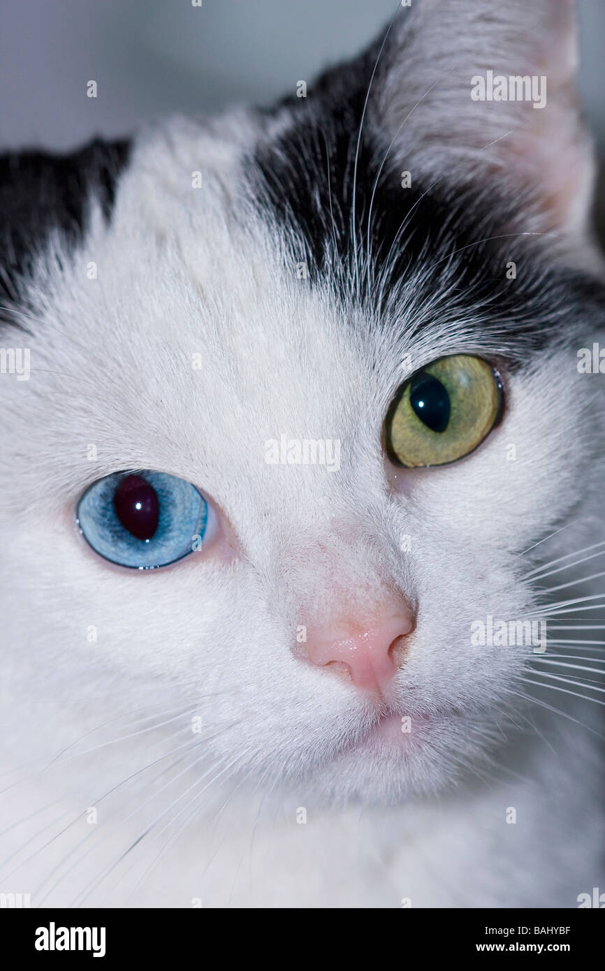 Portrait von weiblichen odd-eyed Katze (Felis catus) direkt in die Kamera schaut Stockfoto