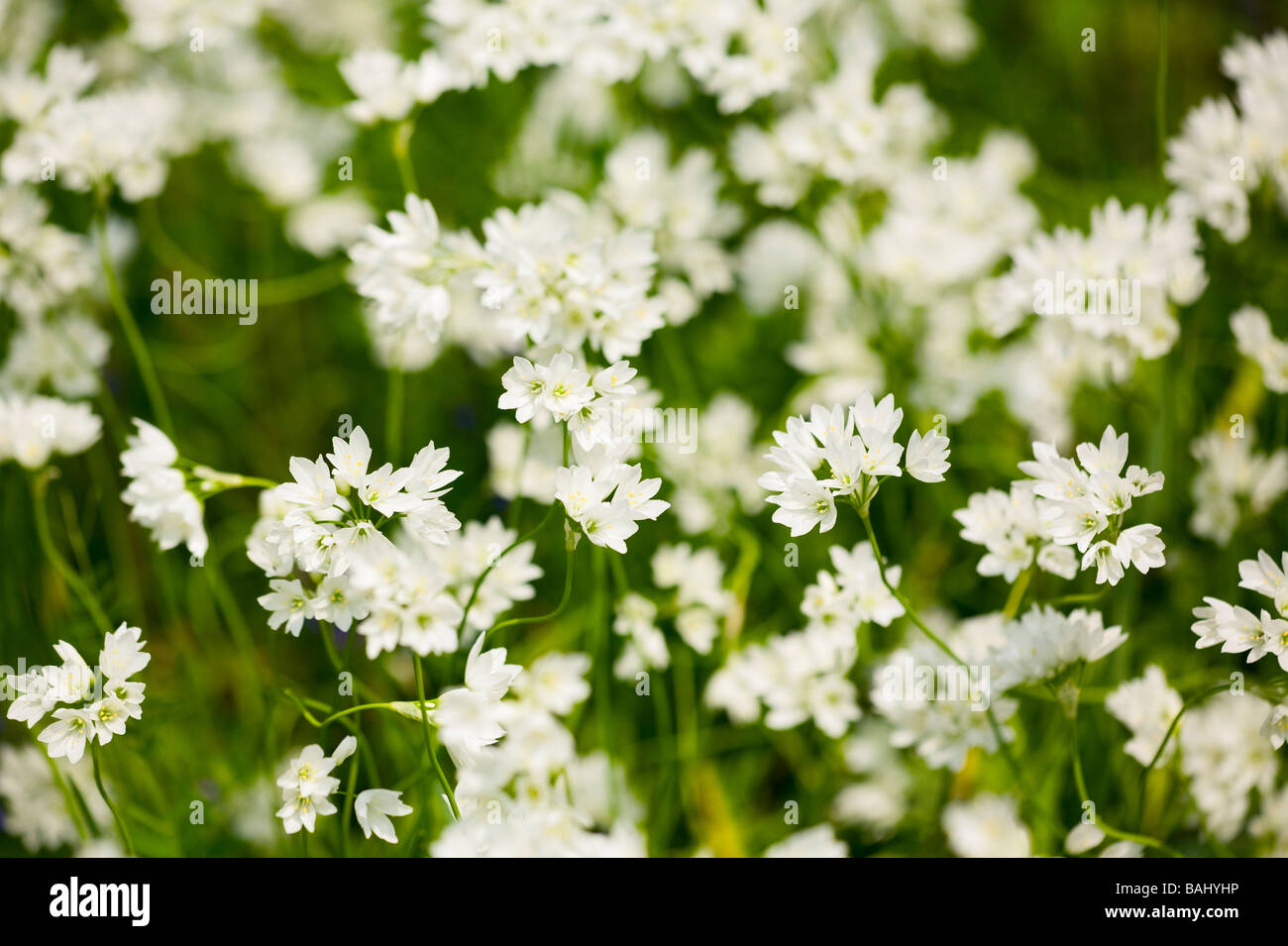 Bärlauch (Allium ursinum) Blumen in voller Blüte im Frühjahr. Sussex, UK Stockfoto
