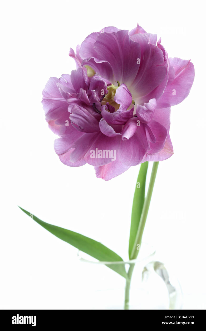 Einzelne Tulpe Tulipa Flieder Perfektion in eine Glaskanne vase Stockfoto