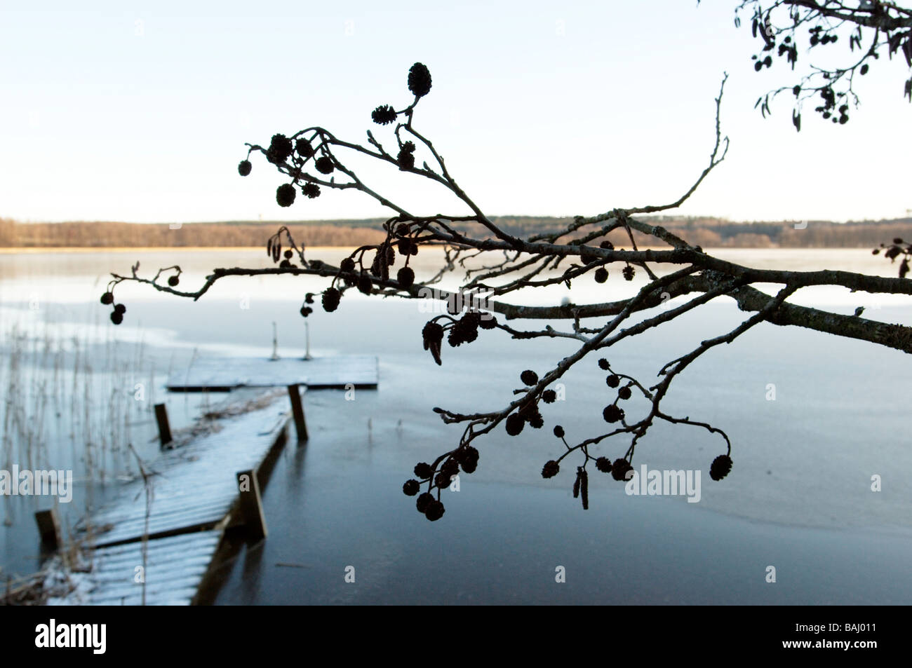 Ast, zugefrorene See und Steg Stockfoto