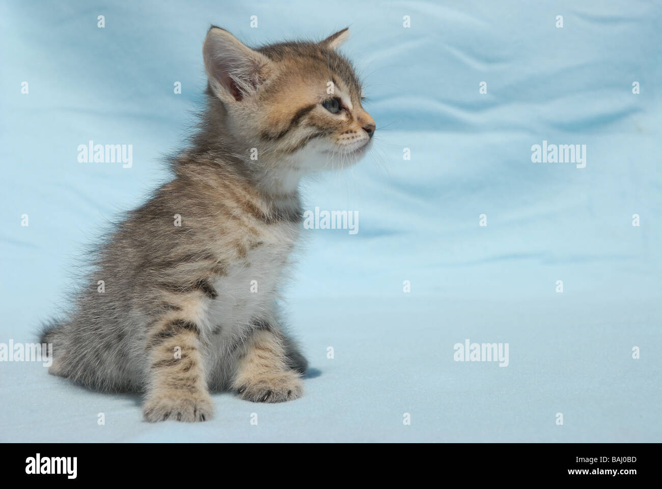 Tabby kitten Stockfoto