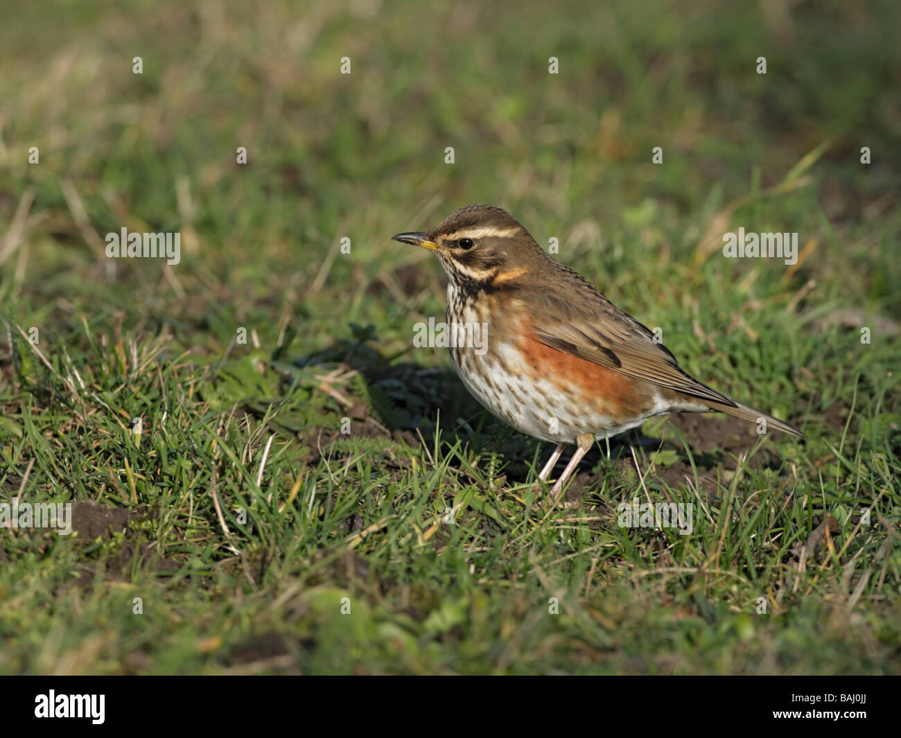 Redwing, Turdus Iliacus, auf der Suche nach Nahrung in kurzen Rasen Stockfoto