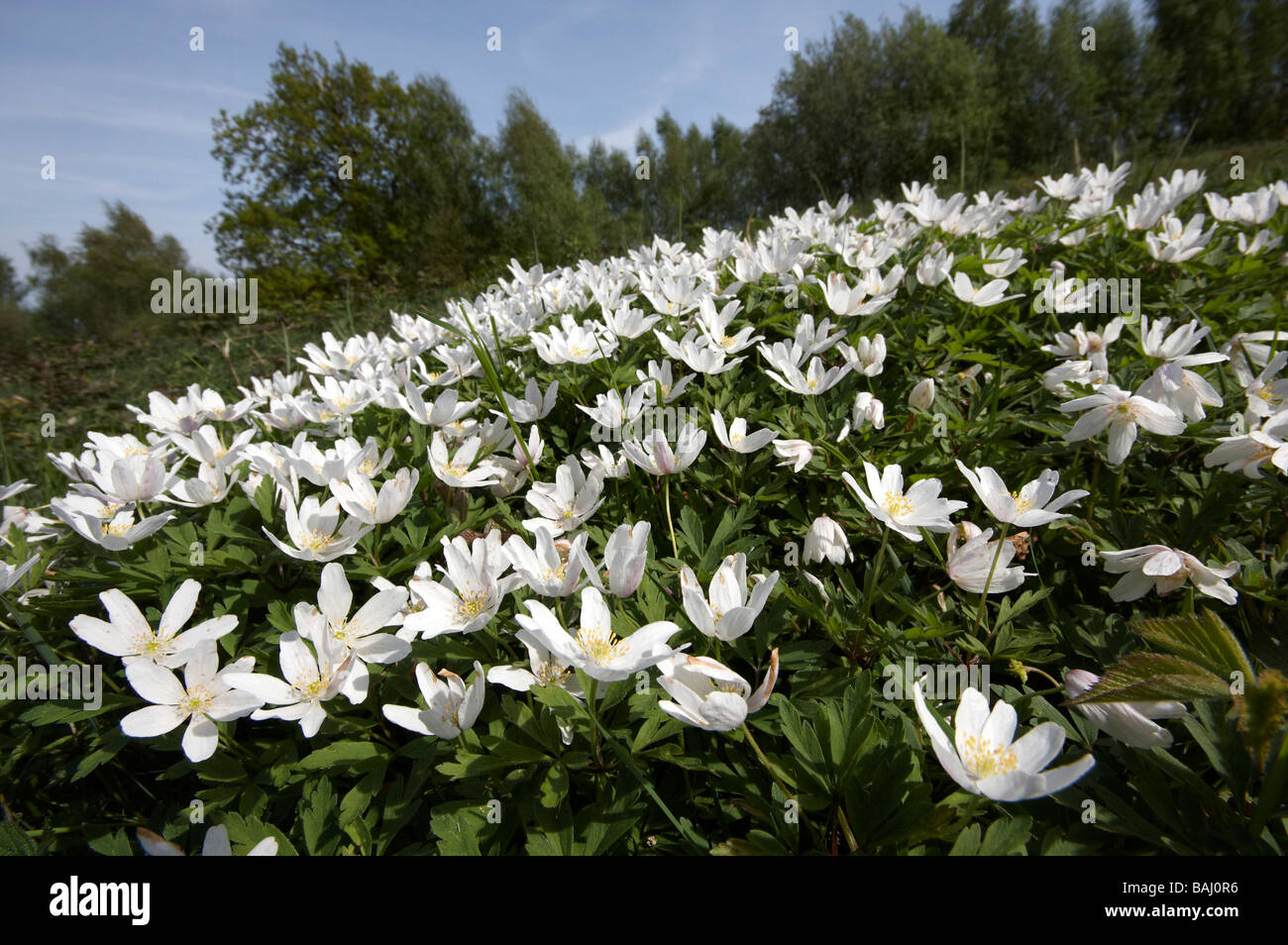 Holz-Anemonen, Anemone Nemorosa, Stockfoto