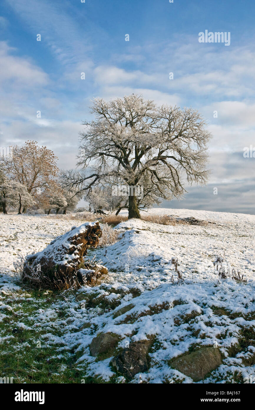 Ein Wintermorgen in der Nähe von Leyburn in Wensleydale, North Yorkshire Stockfoto